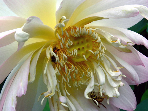 Обои картинки фото цветы, лотосы