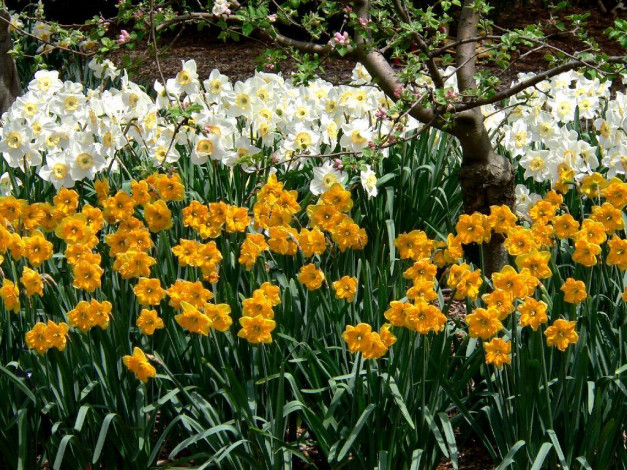 Обои картинки фото цветы, нарциссы