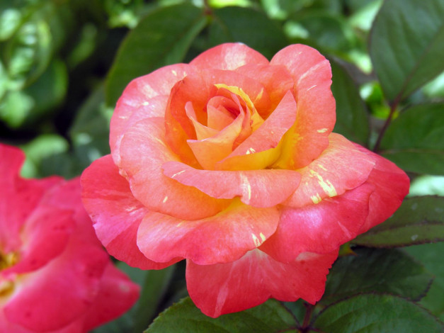 Обои картинки фото цветы, розы