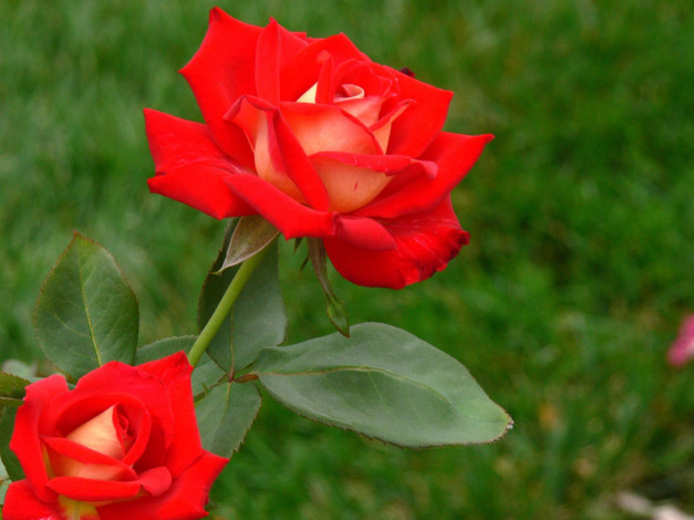 Обои картинки фото цветы, розы