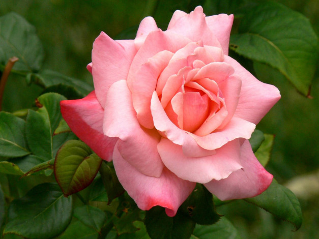 Обои картинки фото цветы, розы