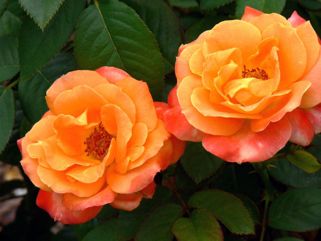 Обои картинки фото цветы, розы