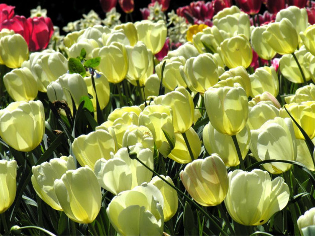 Обои картинки фото цветы, тюльпаны