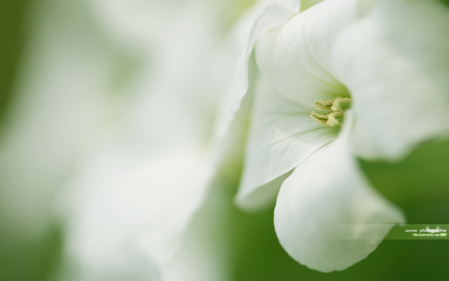 Обои картинки фото цветы