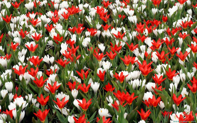 Обои картинки фото цветы, тюльпаны