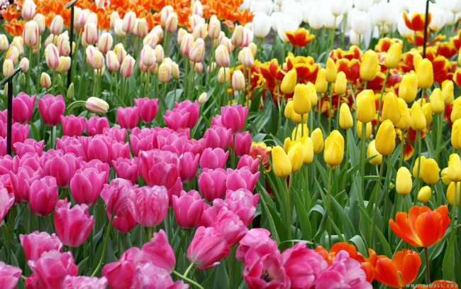Обои картинки фото цветы, тюльпаны