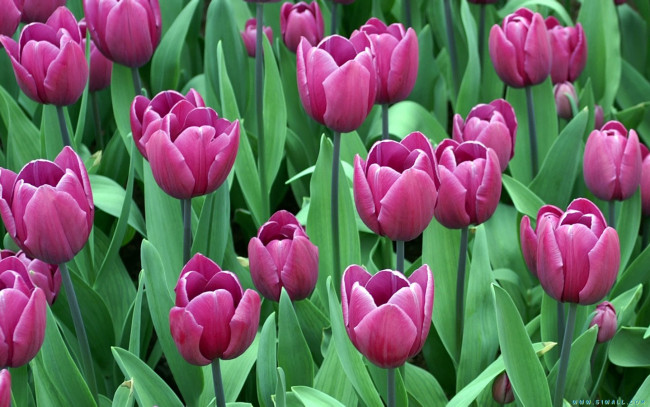 Обои картинки фото цветы, тюльпаны