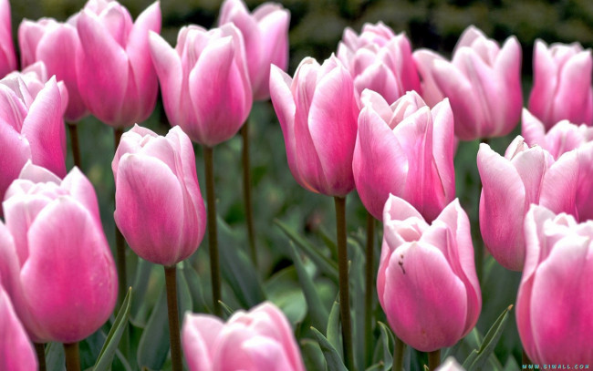 Обои картинки фото цветы, тюльпаны