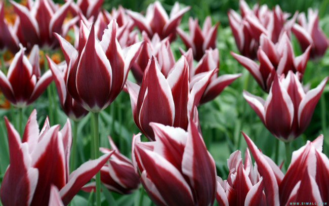 Обои картинки фото цветы, тюльпаны