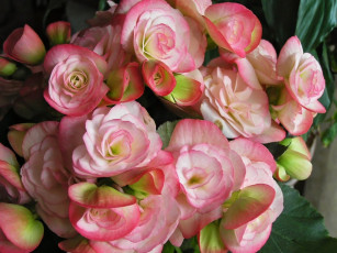 Картинка цветы бегония