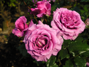 Картинка цветы розы