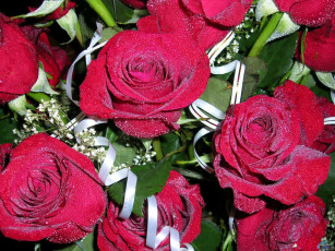 Картинка цветы розы