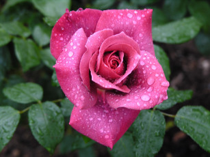 Картинка цветы розы