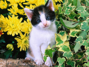 Картинка животные коты