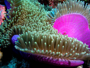 Картинка животные морская фауна