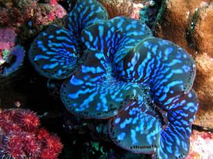 Картинка животные морская фауна