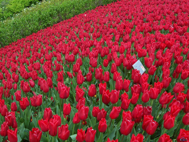 Обои картинки фото цветы, тюльпаны