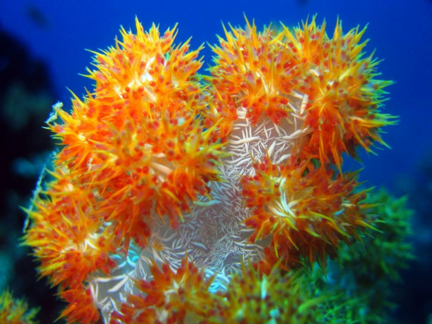 Обои картинки фото животные, морская, фауна