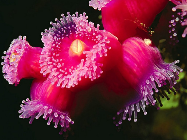 Обои картинки фото животные, морская, фауна