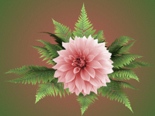 Картинка цветы георгины