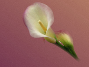 Картинка цветы каллы