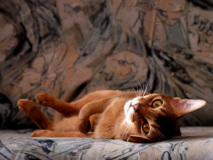 Картинка животные коты