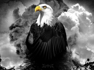 Картинка животные птицы хищники