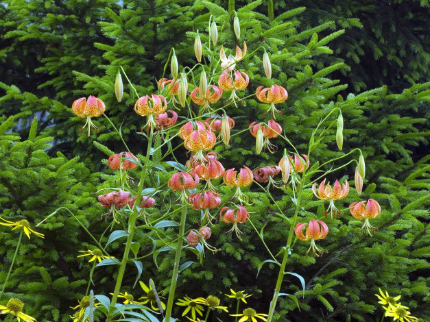 Обои картинки фото цветы, лилии, лилейники