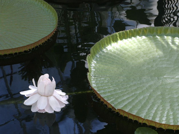 Обои картинки фото цветы, лилии, водяные, нимфеи, кувшинки