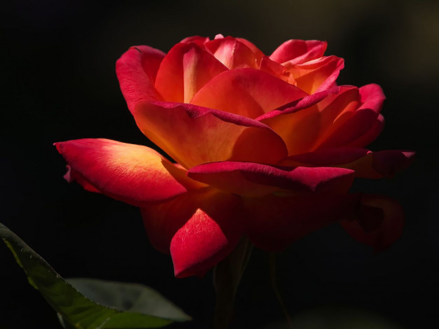 Обои картинки фото цветы, розы