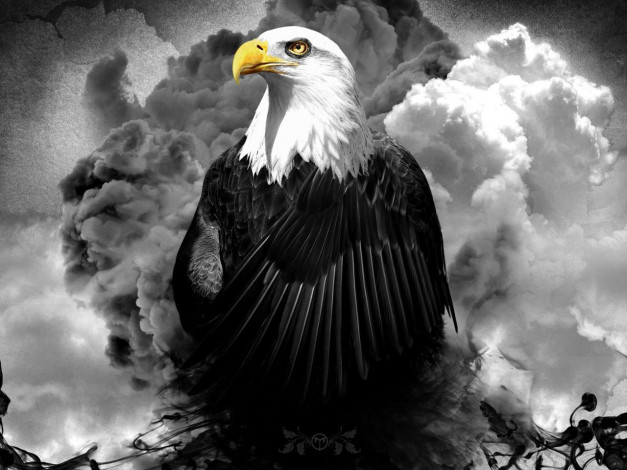 Обои картинки фото животные, птицы, хищники