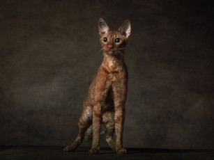 Картинка животные коты