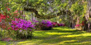 Картинка природа парк