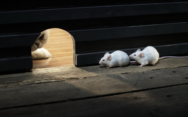 Обои картинки фото животные, разные, вместе