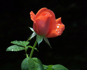 Картинка цветы розы