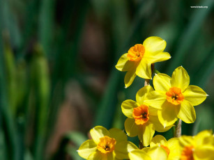 Картинка цветы нарциссы