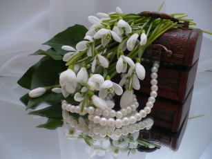 Картинка цветы подснежники белоцветник