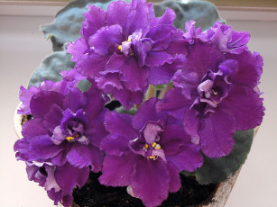 Картинка фиалка цветы фиалки