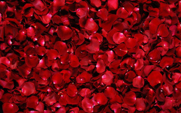 Картинка цветы розы