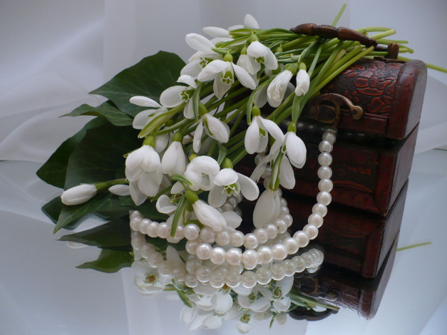 Обои картинки фото цветы, подснежники, белоцветник