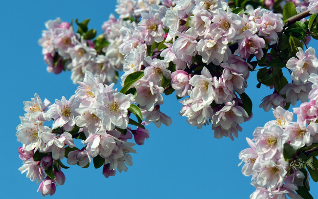 Обои картинки фото цветы, цветущие, деревья, кустарники