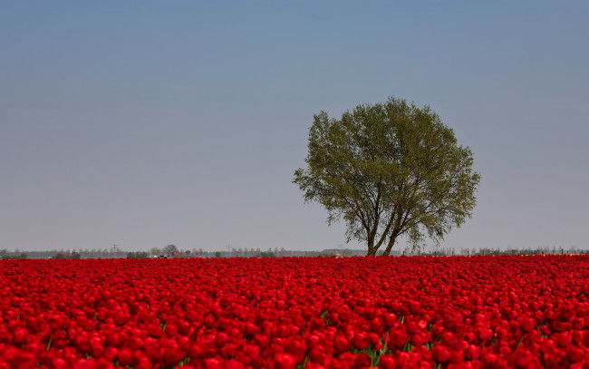 Обои картинки фото цветы, тюльпаны