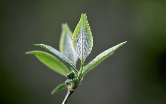 Обои картинки фото природа, макро