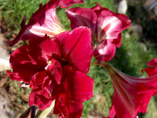 Картинка цветы амариллисы гиппеаструмы амариллис