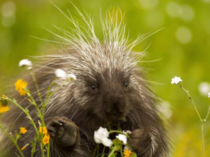 Картинка животные дикобразы цветы шевелюра