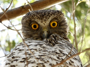 Картинка животные совы взгляд