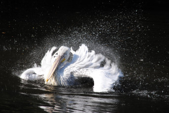 Картинка животные пеликаны вода брызги