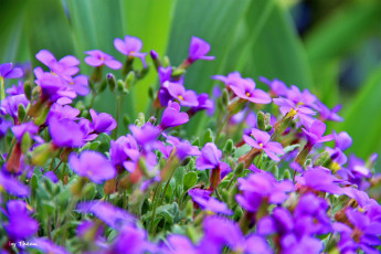 Картинка автор thean цветы сиреневый