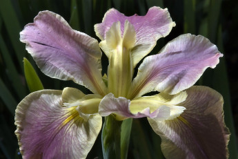 Картинка цветы ирисы ирис