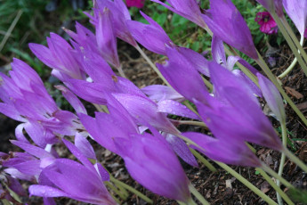 Картинка цветы крокусы сиреневый